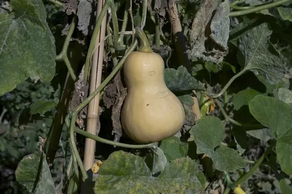 Lunga Butternut