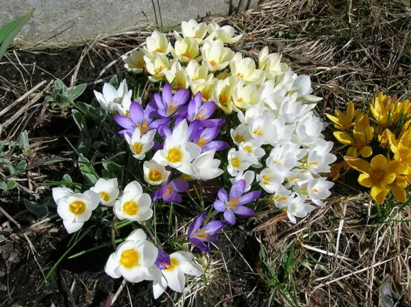 Crochi con fioriture primaverili e tardo invernali: Crocus vernus