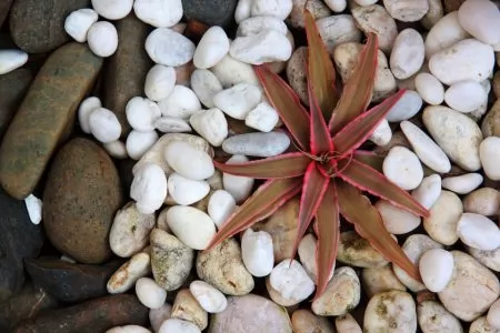 cryptanthus on rock