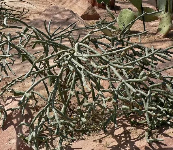 Cylindropuntia arbuscula