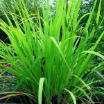 Citronella
