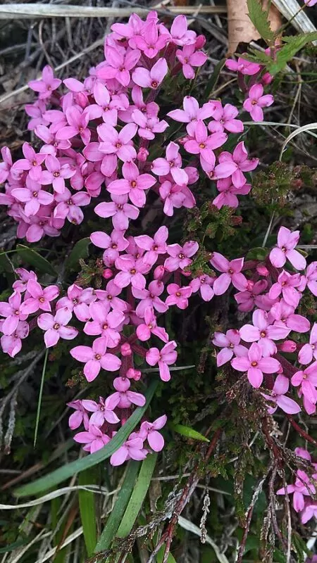 Daphne cneorum- Dafne odorosa 