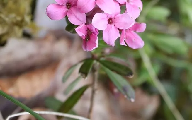 Dafne odorosa (Daphne cneorum)