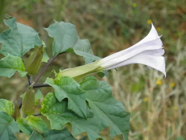 Datura stramonium