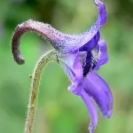 Delphinium