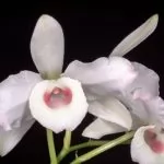 Dendrobium