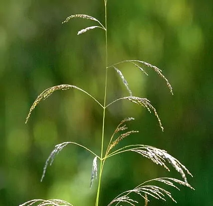 Deschampsia cespitosa