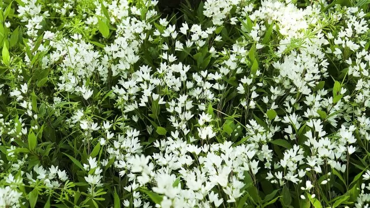 Deutzia