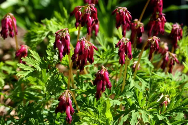 Dicentra eximia