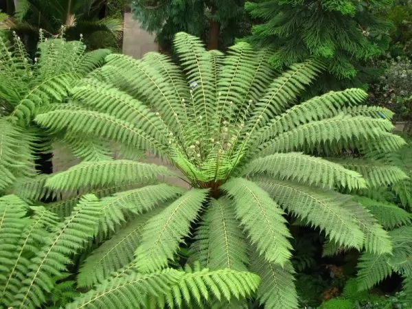 Dicksonia antartica