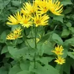 Doronico (Doronicum)