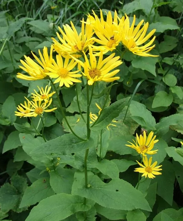 Doronicum austriacum