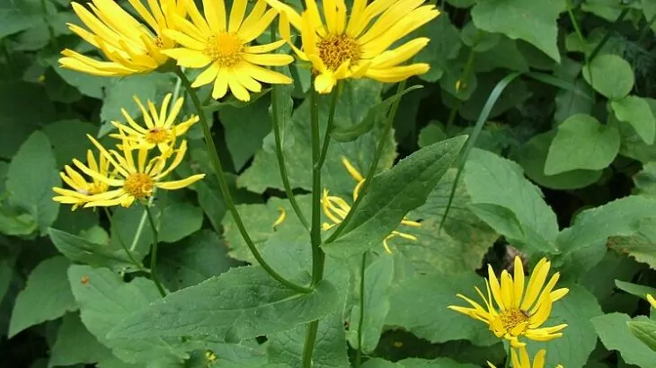 Doronicum austriacum