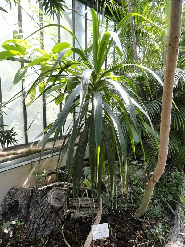 Dracena