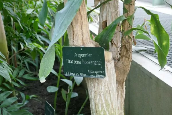 Dracaena hookeriana