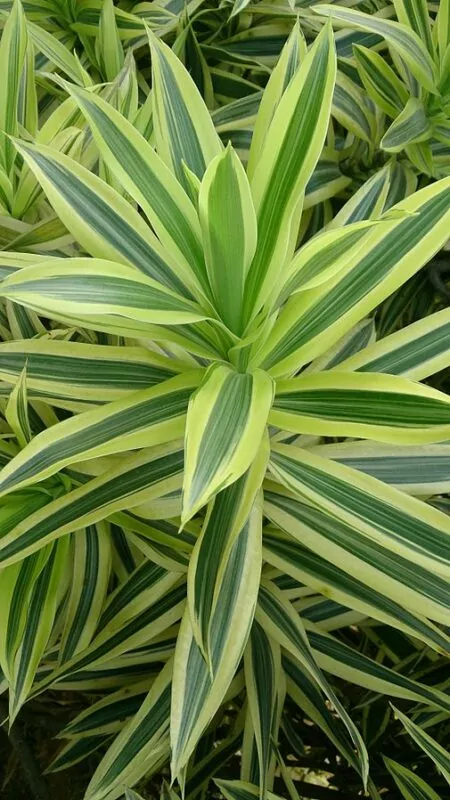 Pleomele reflexa (Dracaena reflexa)