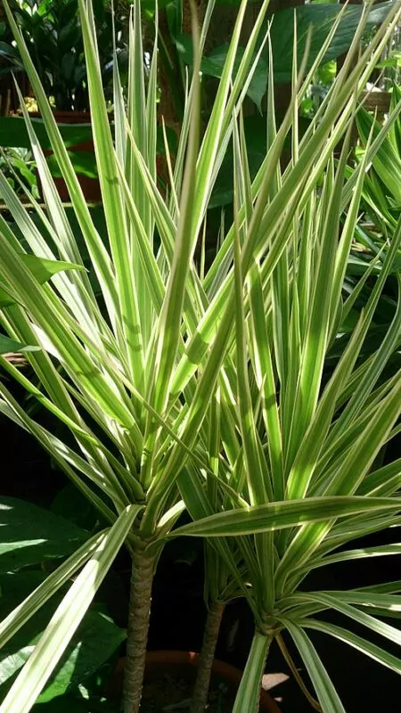 Dracaena reflexa