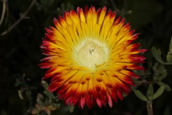 Drosanthemum bicolor