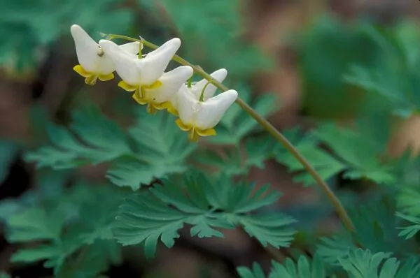 Dicentra cucullaria