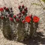 Cactus resistenti al freddo