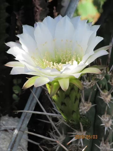 cactus deserticola