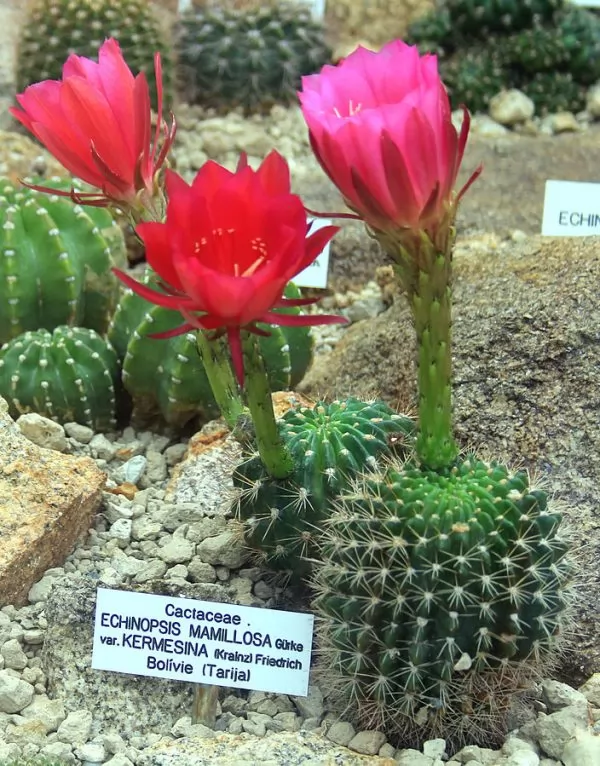 Echinopsis mamillosa