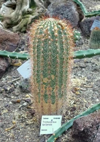 cactus tarijensis