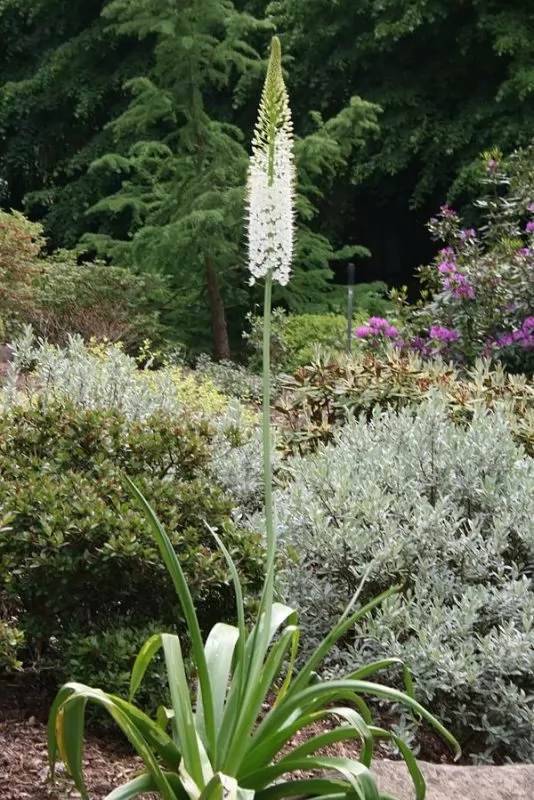 Eremurus himalaicus