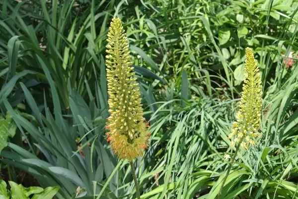 Eremurus bungei