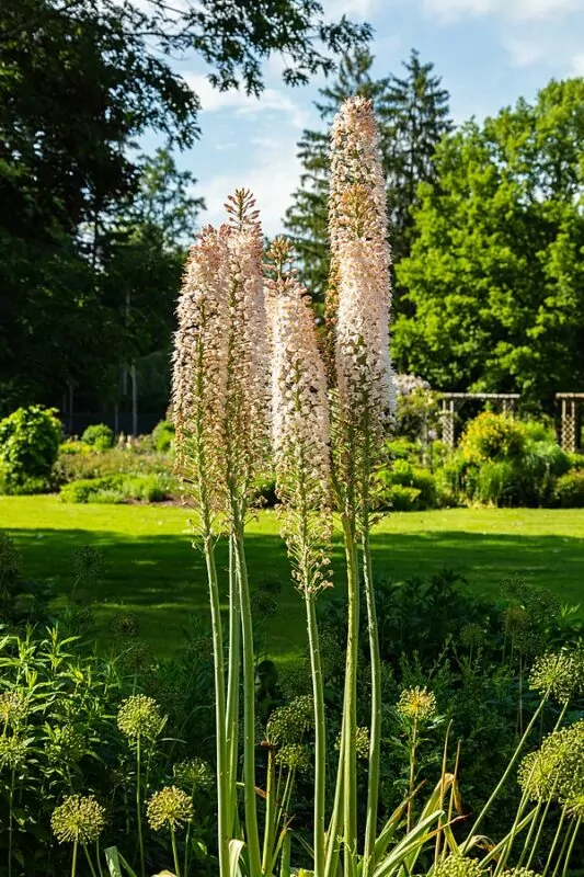 Eremurus robustus