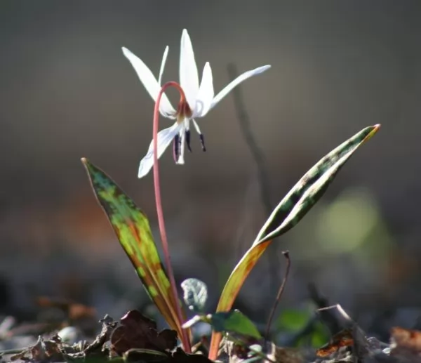 Erythronium dens-canis