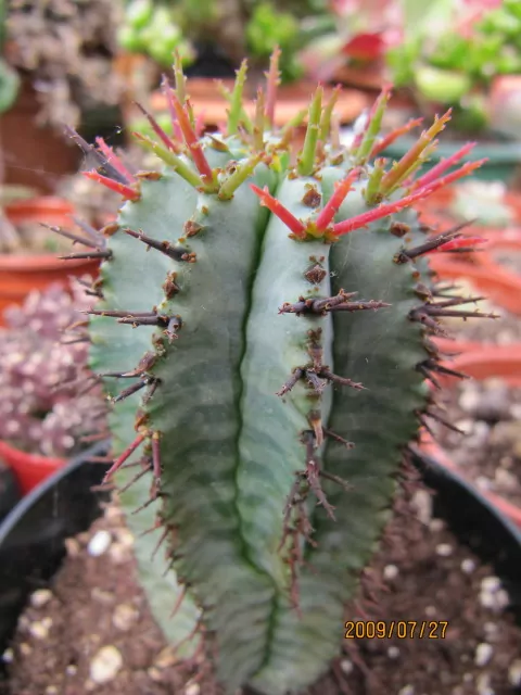 Euphorbia horrida-