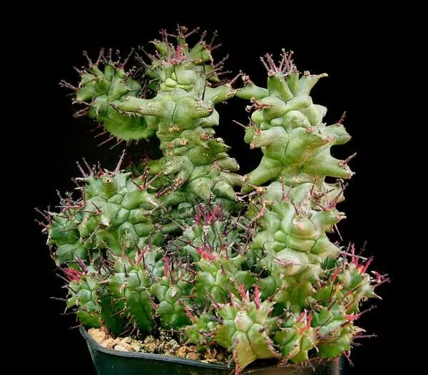 Euphorbia horrida monstrosa