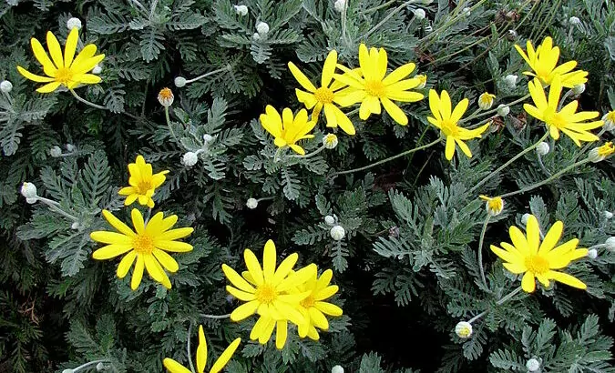 Euryops pectinatus