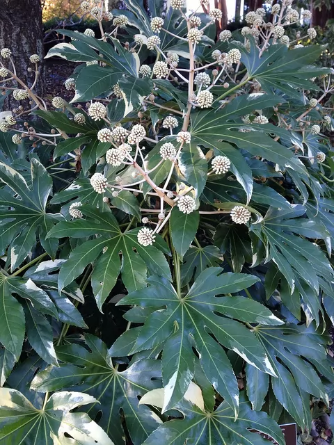 Fatsia japonica ‘Variegata’