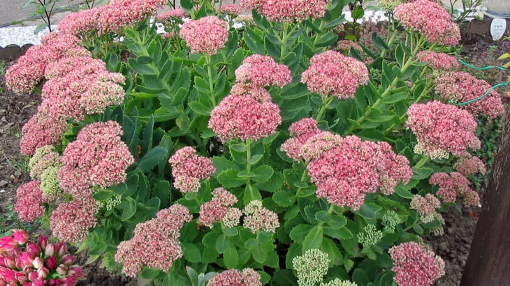 Sedum spectabile con fiori rosa