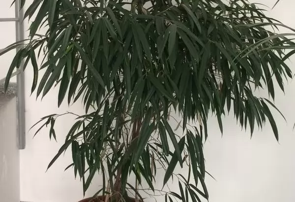 Ficus maclellandii alii in vaso