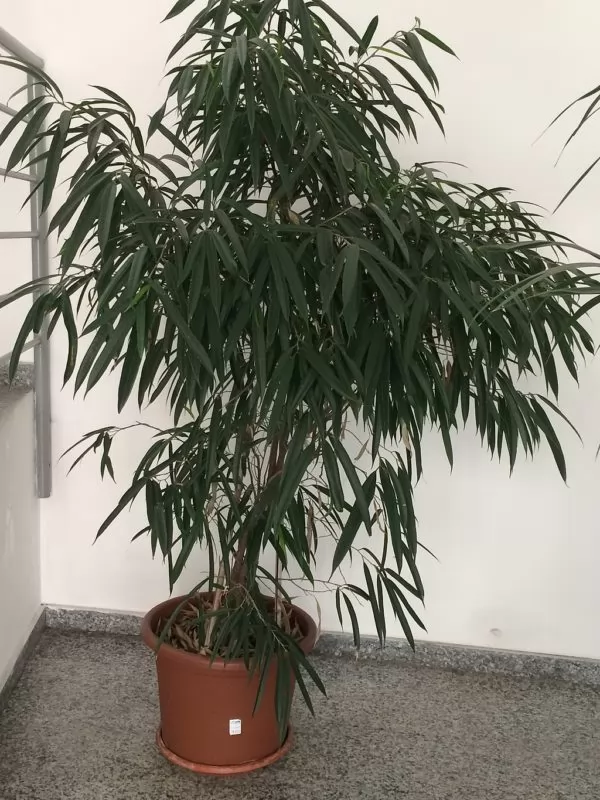 Ficus maclellandii alii in vaso