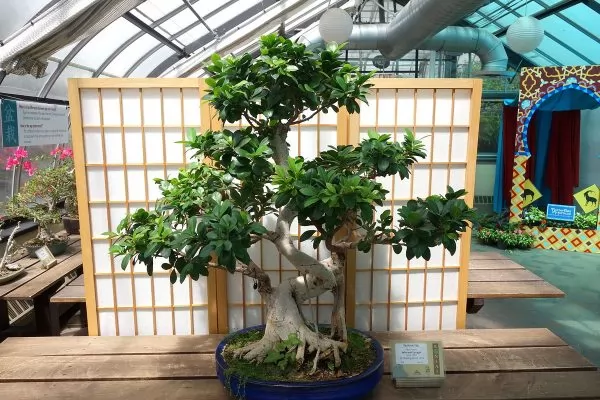 Ficus bonsai retusa