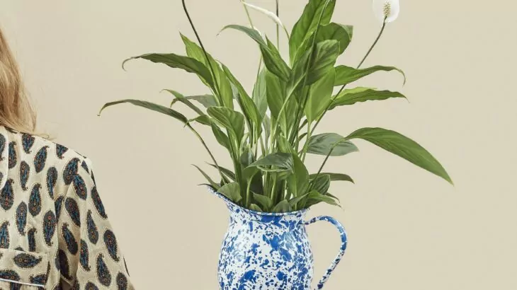 Spathiphyllum wallisii