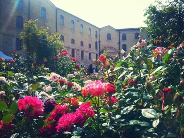 FlowerShow Ancona