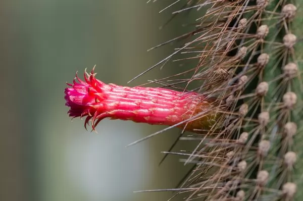 Cleistocactus baumannii-