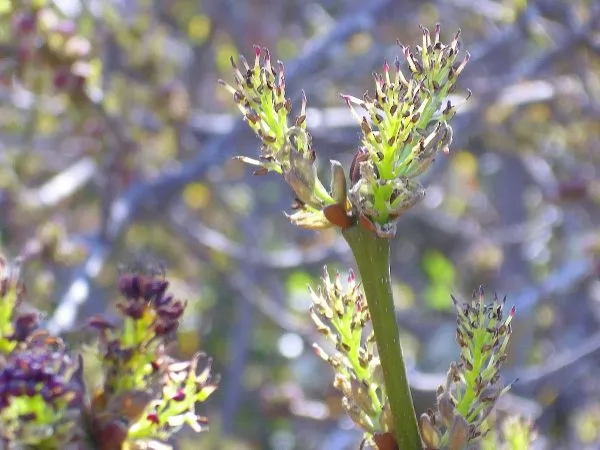 Fraxinus angustifolia