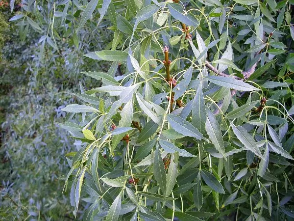 Fraxinus angustifolia