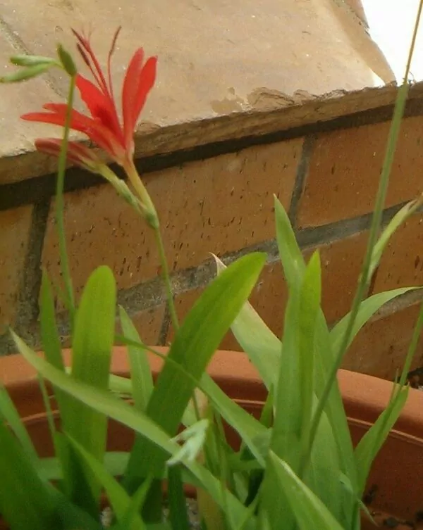 Freesia grandiflora