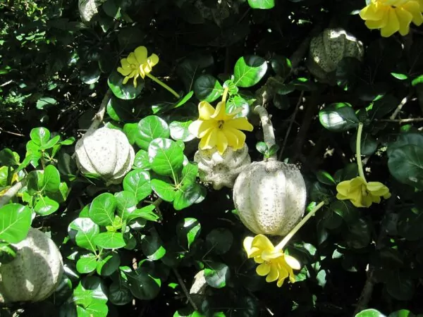 Gardenia volkensii