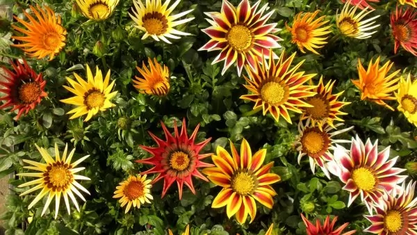 coltivazione gazania