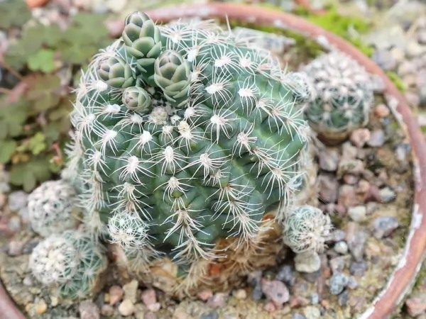 cactus gymnocalycium calochlorum
