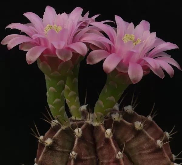 cactus gymnocalycium stenopleurum