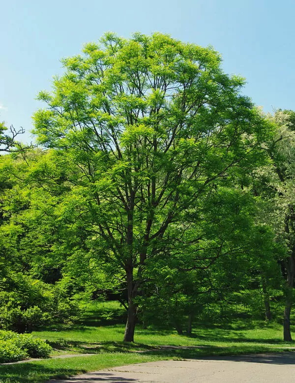 Albero del caffé (Gymnocladus diocus)